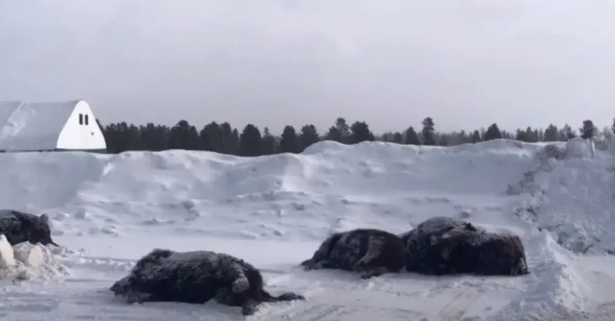 13 Bison Dead After Truck Hits Herd Near Yellowstone