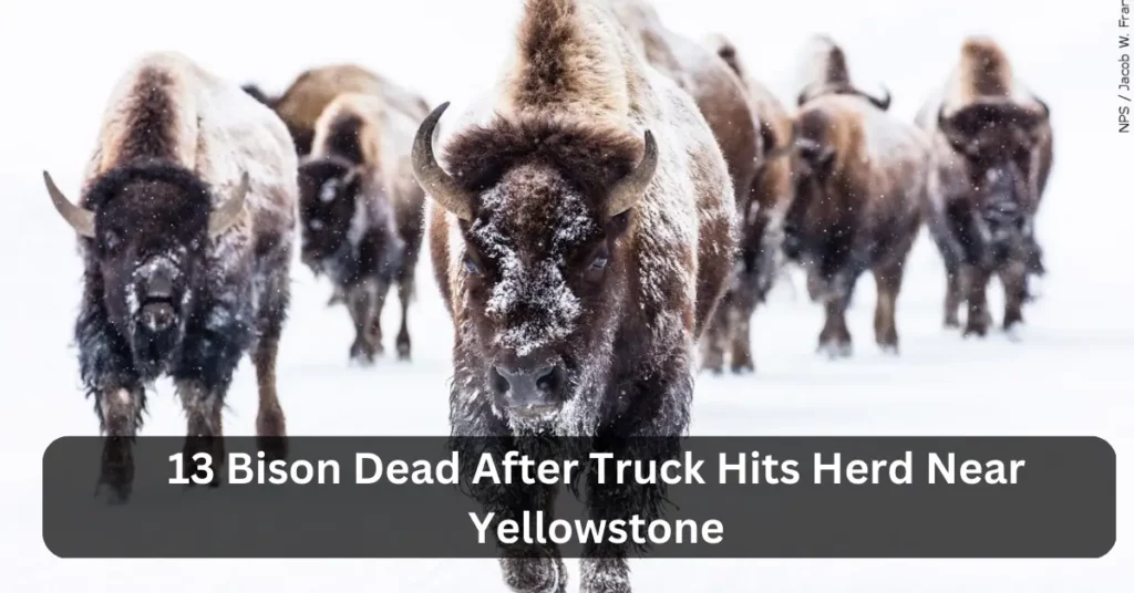 13 Bison Dead After Truck Hits Herd Near Yellowstone