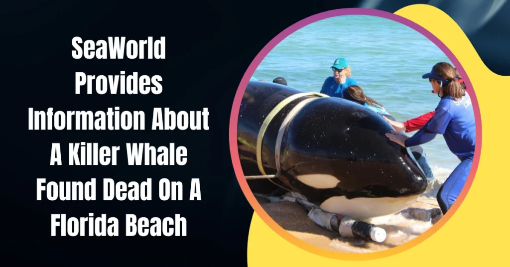 SeaWorld Provides Information About A Killer Whale Found Dead On A Florida Beach
