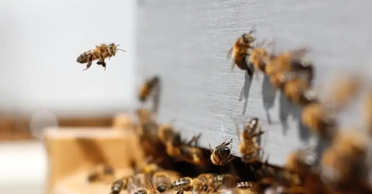World's First Vaccine For Honeybees Approved In Us