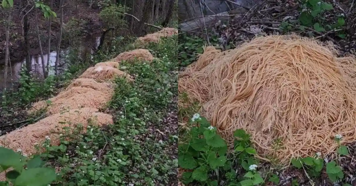 Hundreds of Pounds Of Pasta Dumped In New Jersey Woods